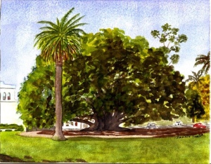 "Balboa Fig Tree"